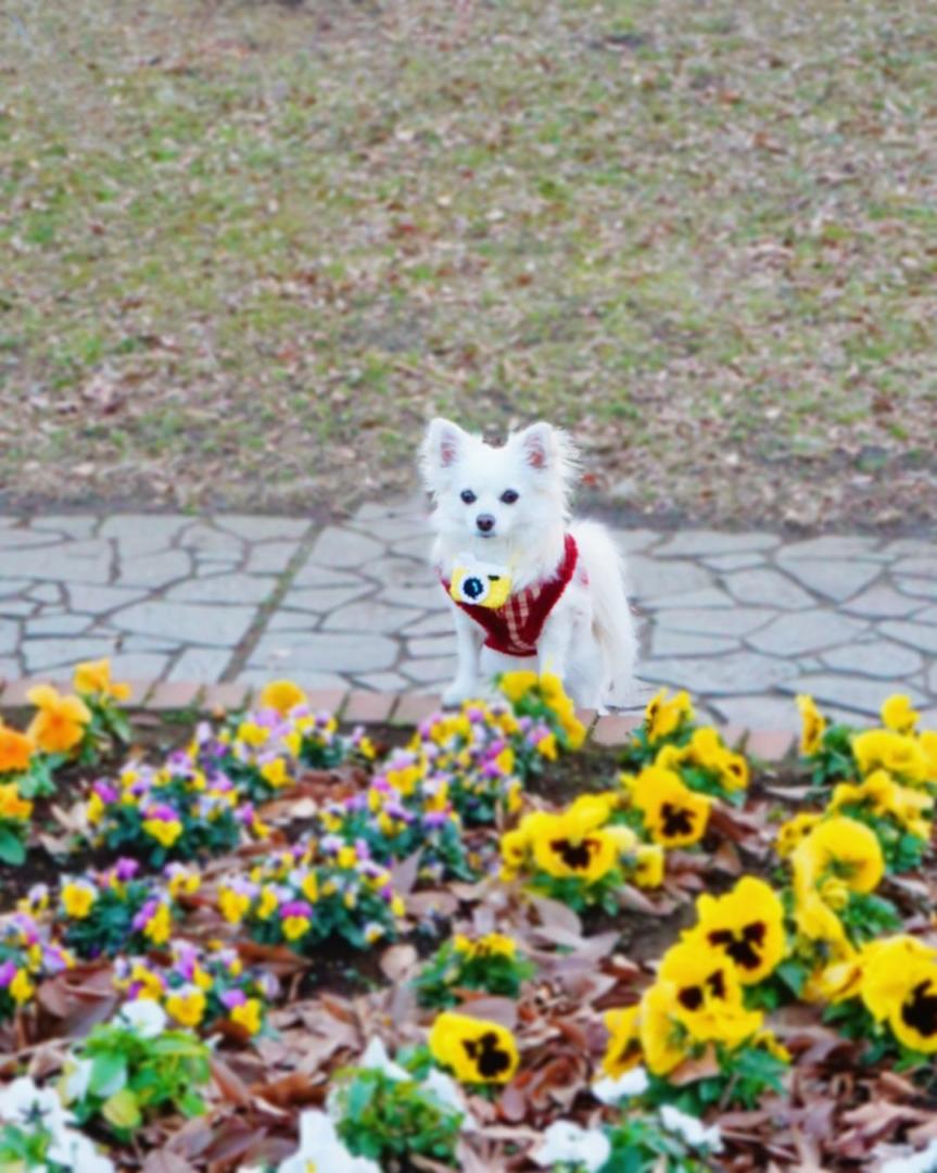 春のお写んぽ