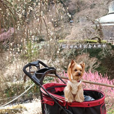 熱海梅園