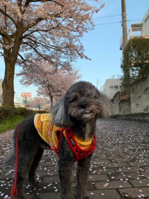 桜並木で朝の散歩