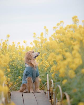 菜の花畑