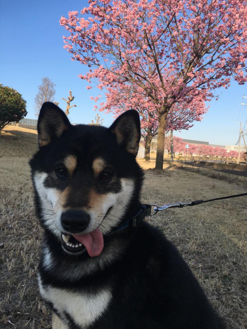 桜咲く公園で