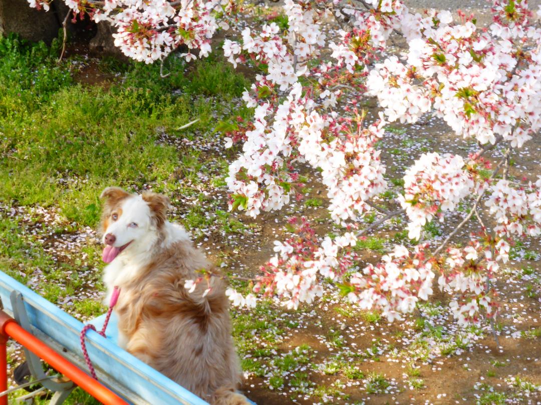 桜の木陰で