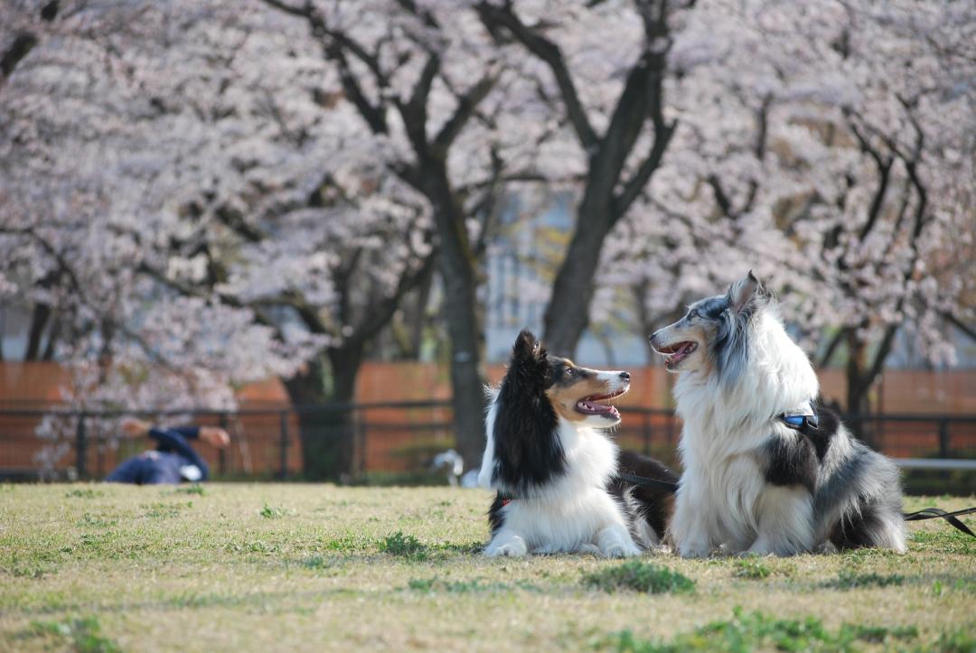 桜