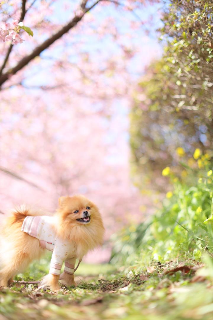 お花見