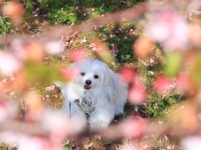 桜の額縁