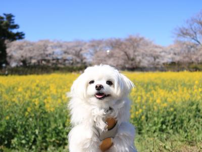 青ピンク黄色のしま模様みたい