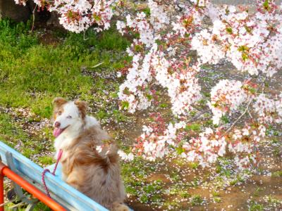 桜の木陰で