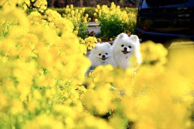 菜の花に囲まれて