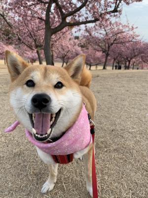 河津桜も笑顔も満開