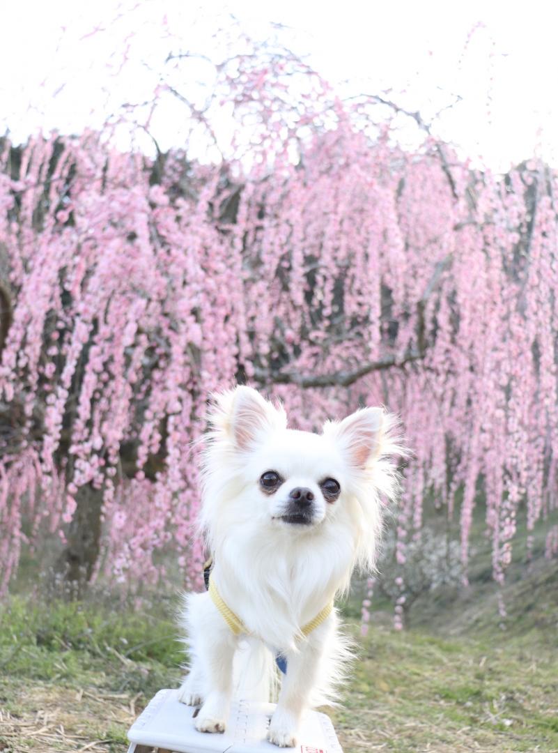 お花が満開