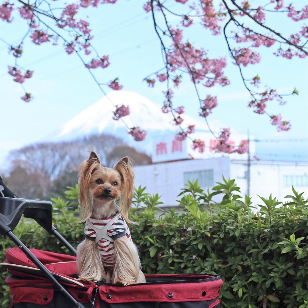寒桜と富士山