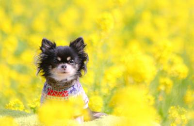 菜の花に囲まれて