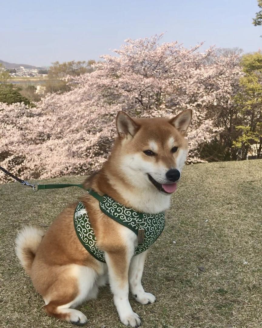 桜！