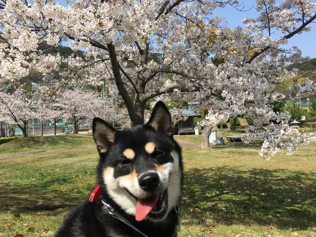 花より黒柴