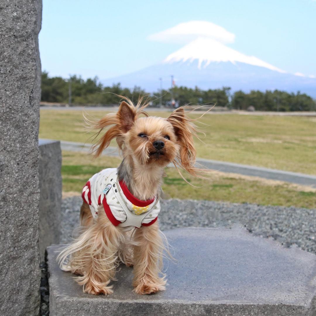 田子の浦みなと公園