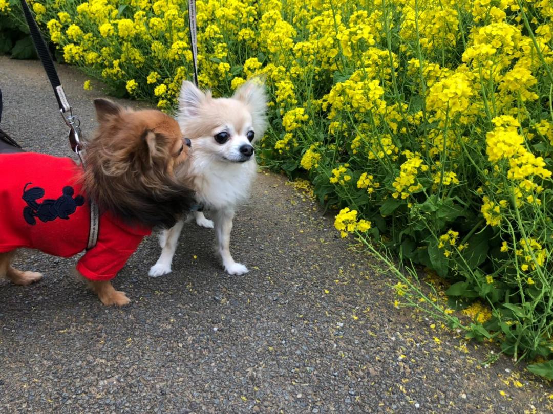 お花に夢中な彼女に夢中