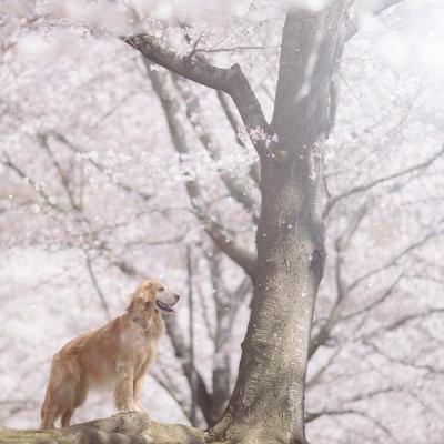 枯木桜と愛犬と