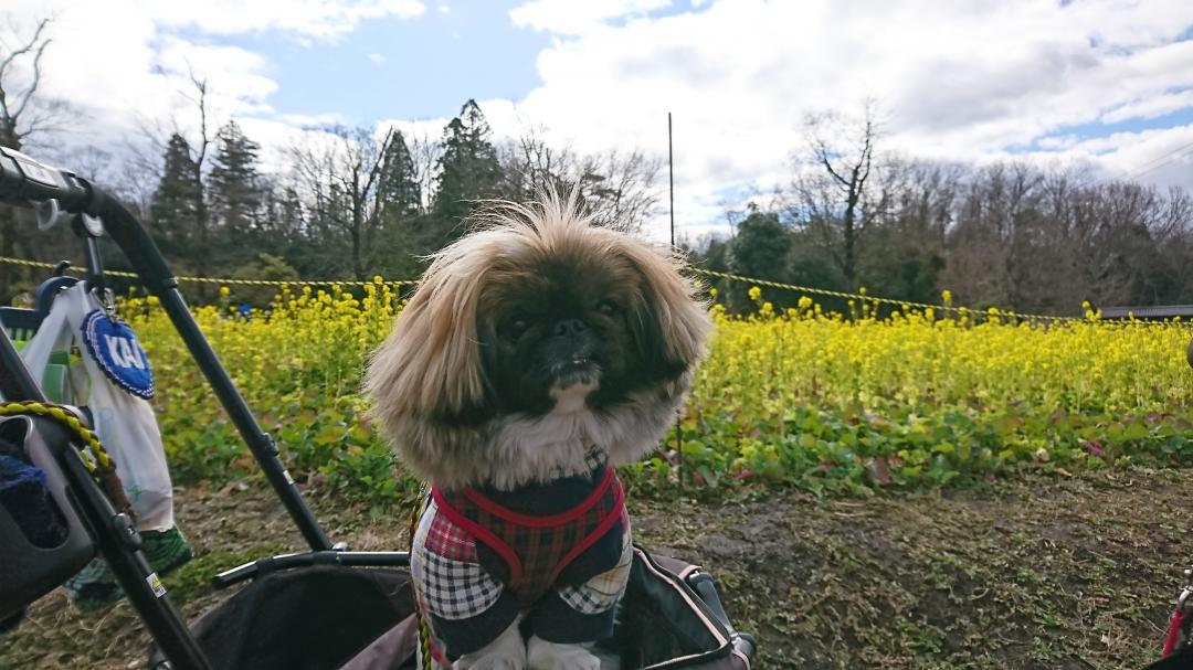 里山公園の菜の花畑