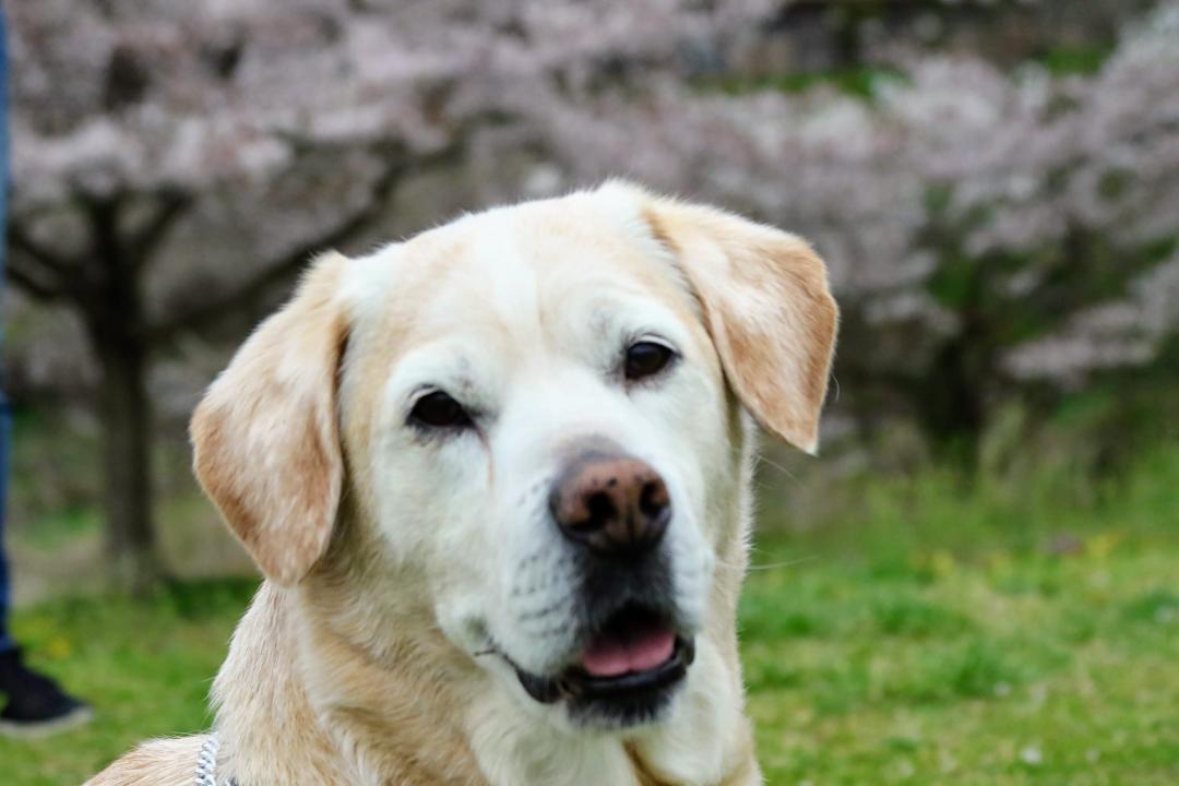 桜と弁慶