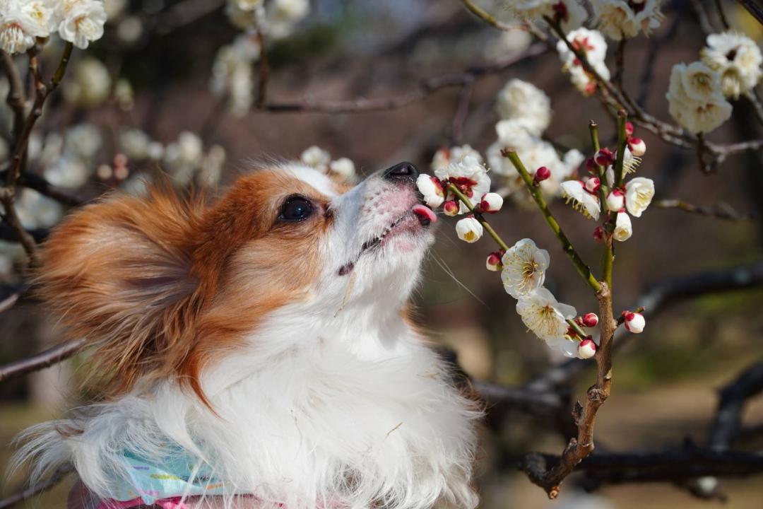 梅の花って