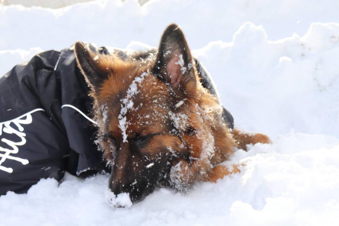 アンナと雪