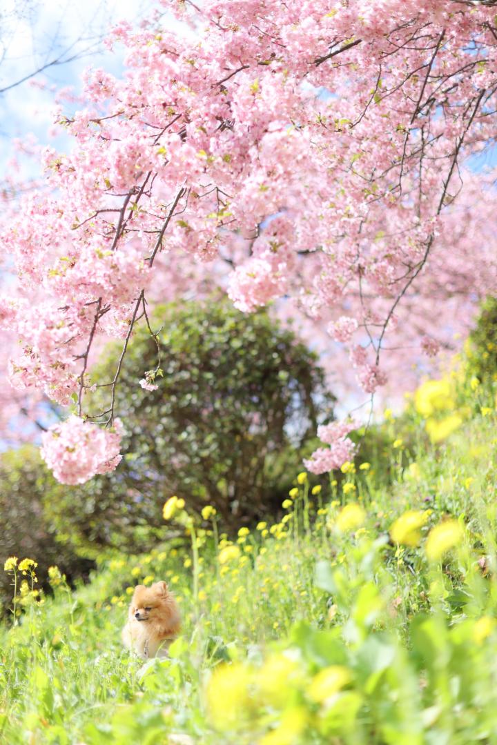 桜シャワー