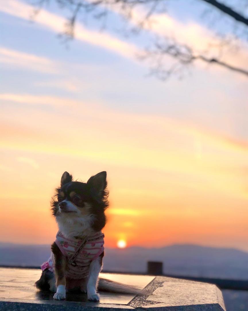 春の夕暮れ