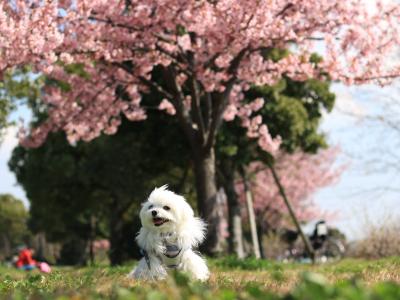 風で桜が散っちゃわないといいな～