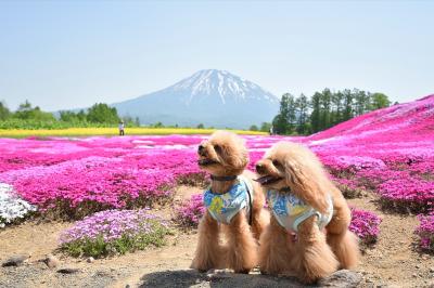 蝦夷富士と芝桜