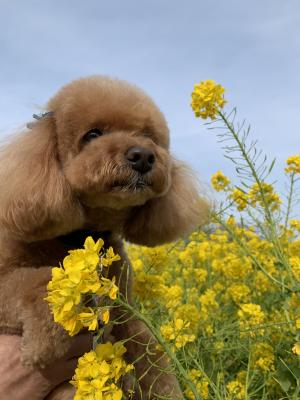 菜の花畑