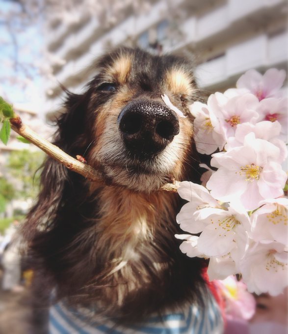 桜が大好きでした。