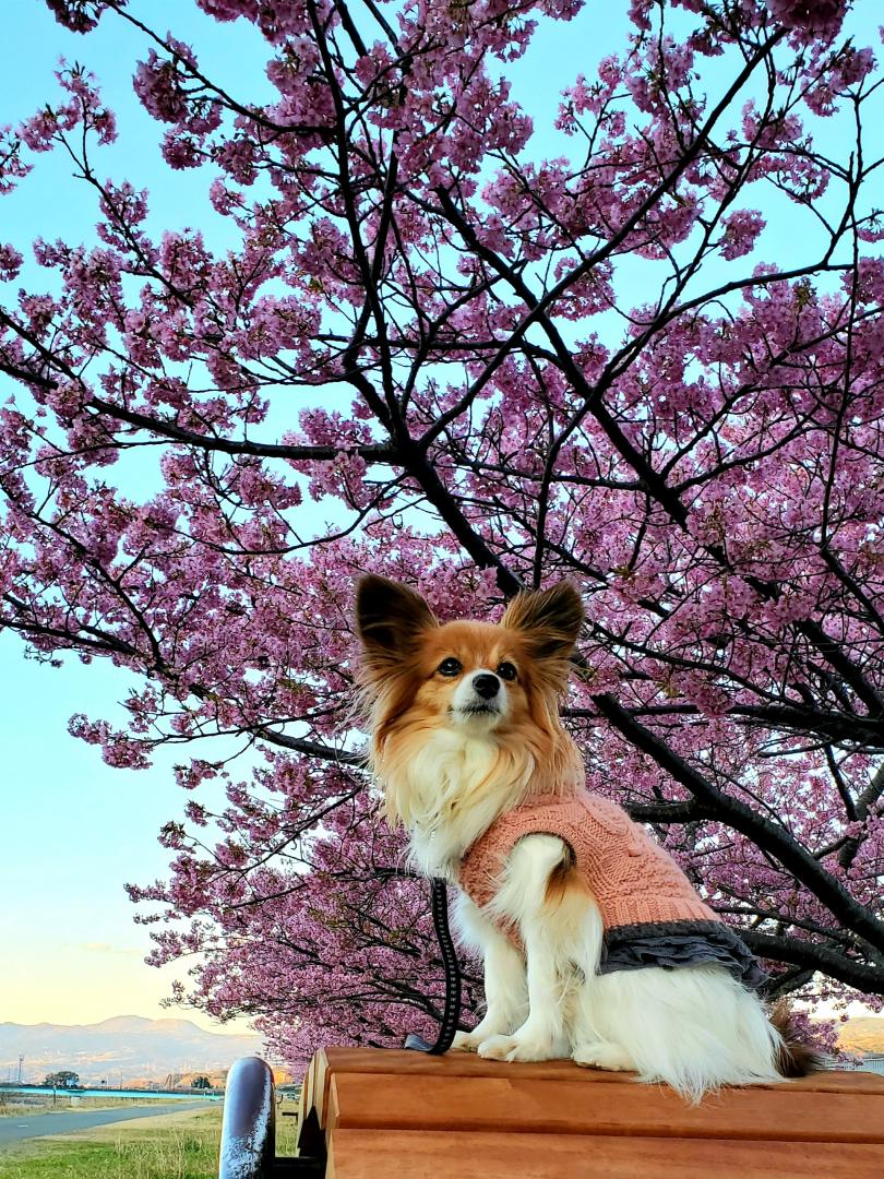 夕暮れの桜