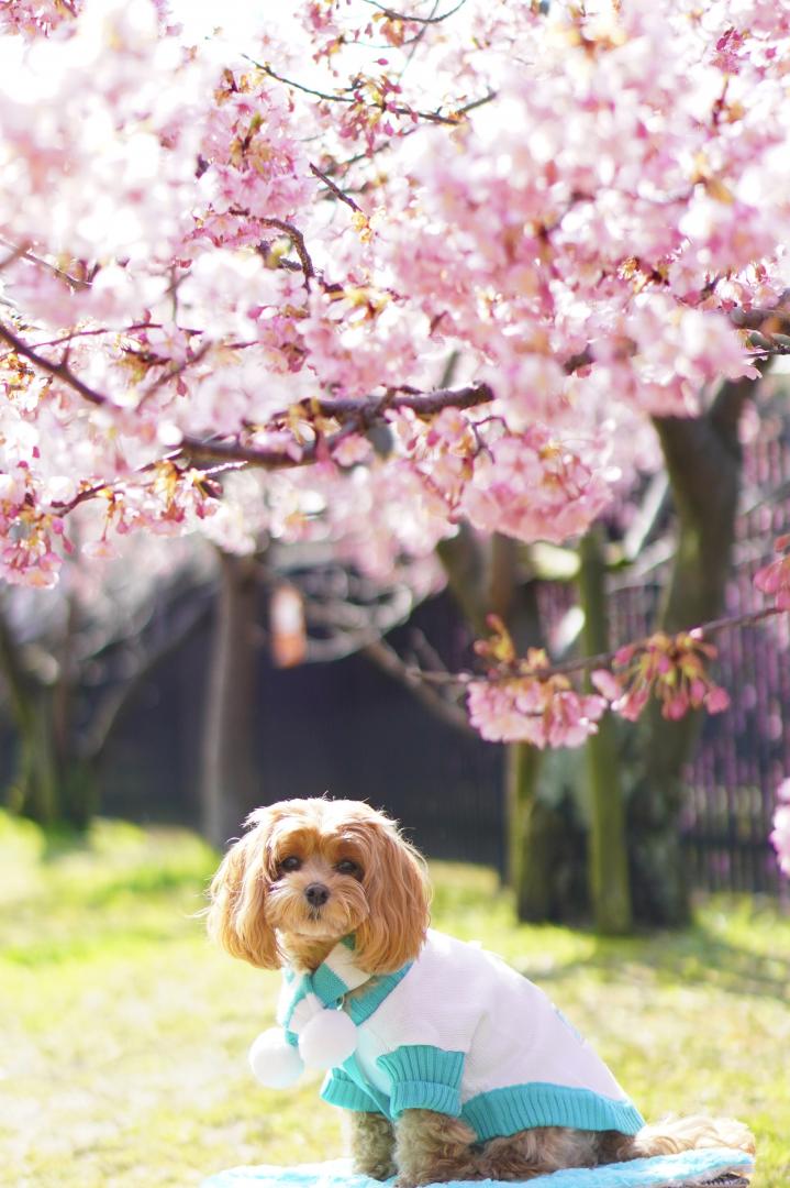 河津桜の下で