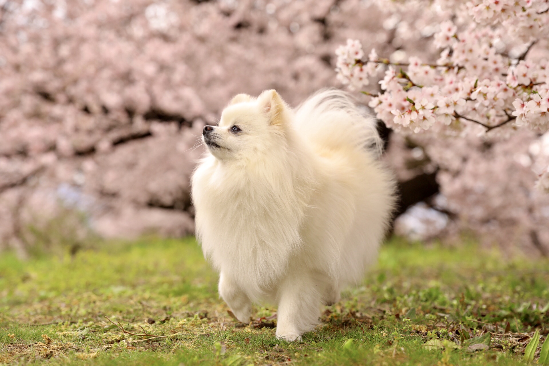 org_1583293098.66538000_image1