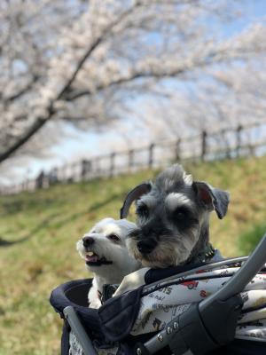 桜が綺麗ね。でもやっぱり花より団子なの！