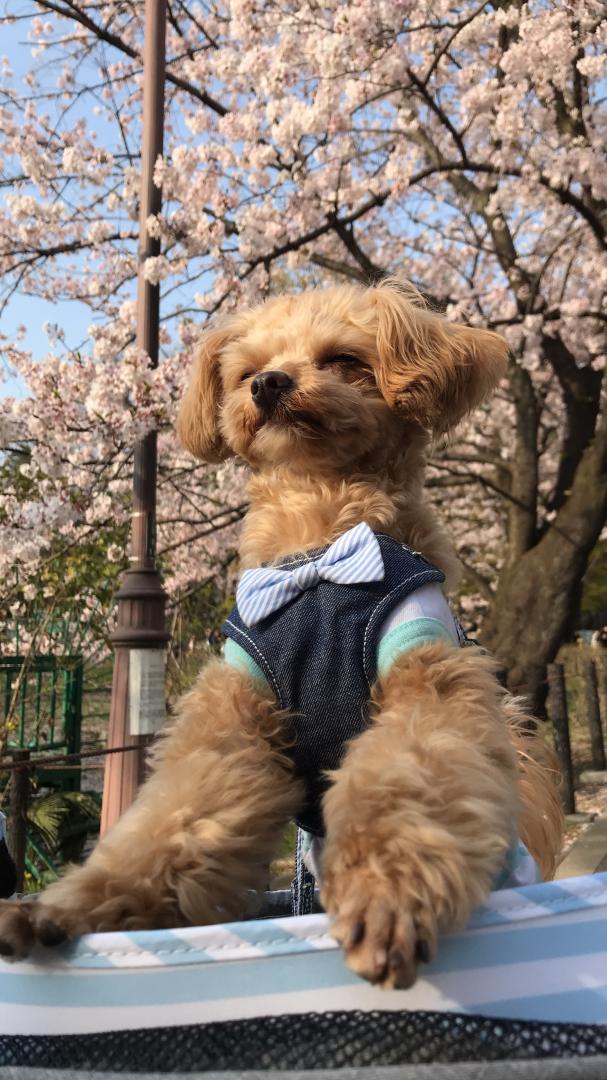 桜の下で春を感じる