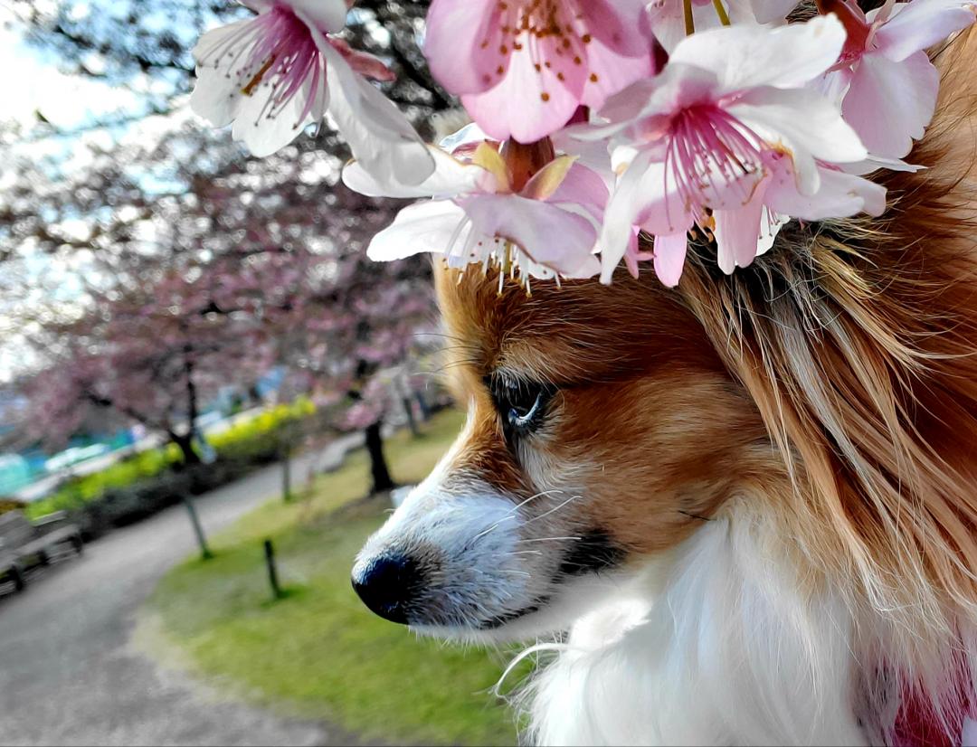 桜の髪飾り