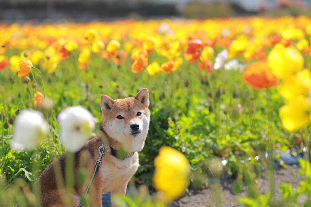 ポピーが満開