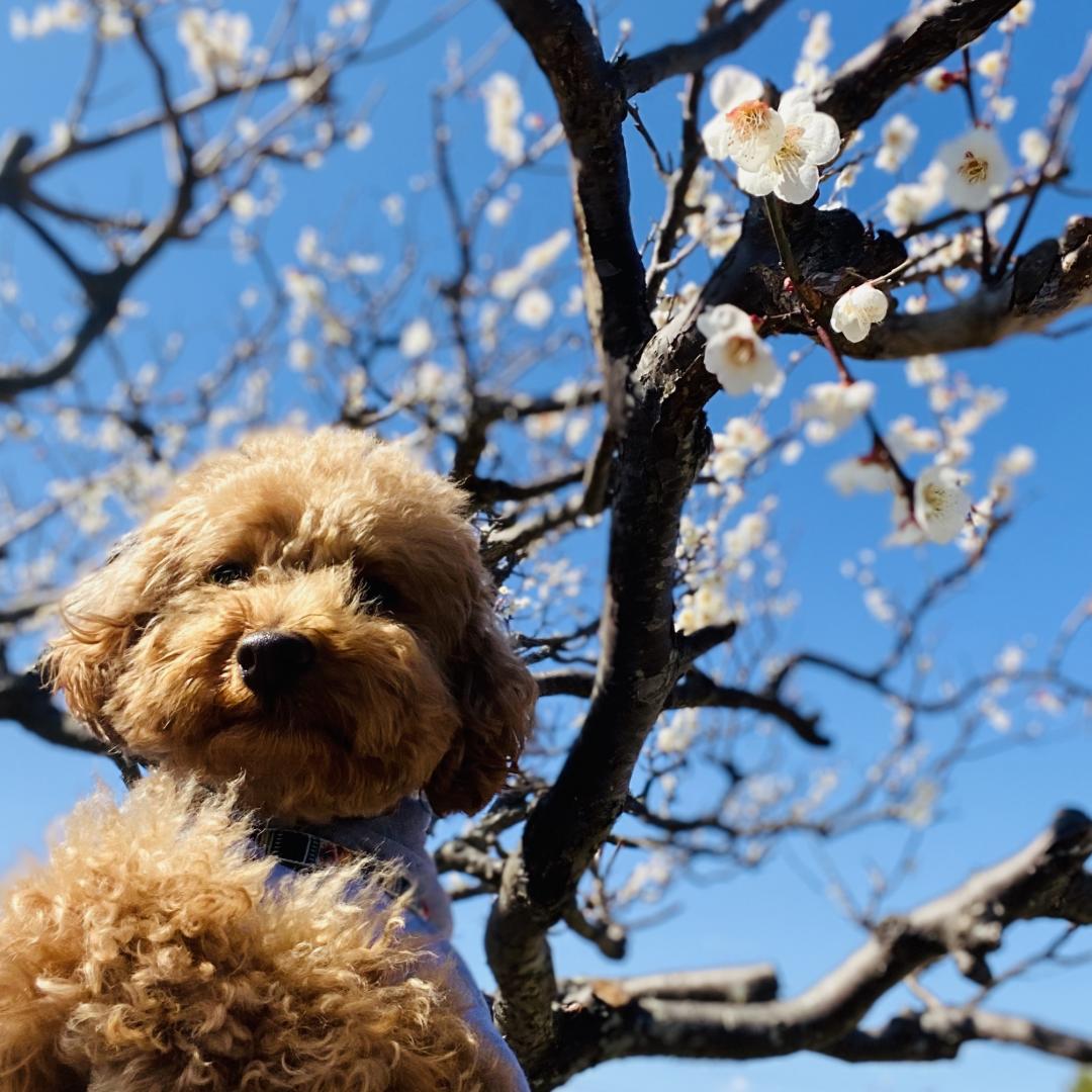 梅と青空。と、のの。