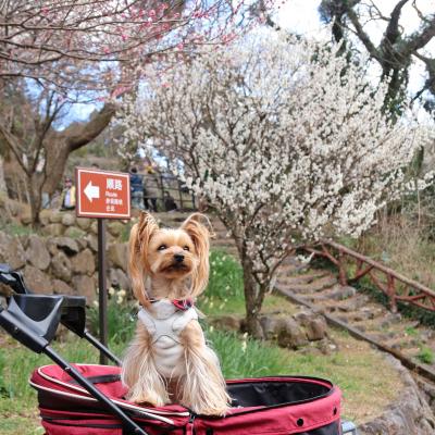 熱海梅園