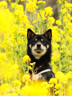 菜の花畑