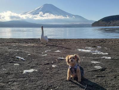 ティナと白鳥と富士山