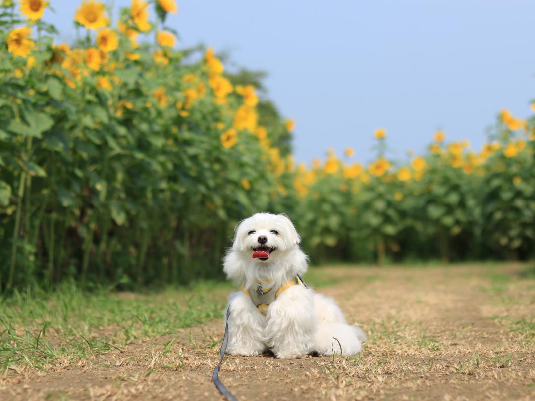 太陽のお花に囲まれて