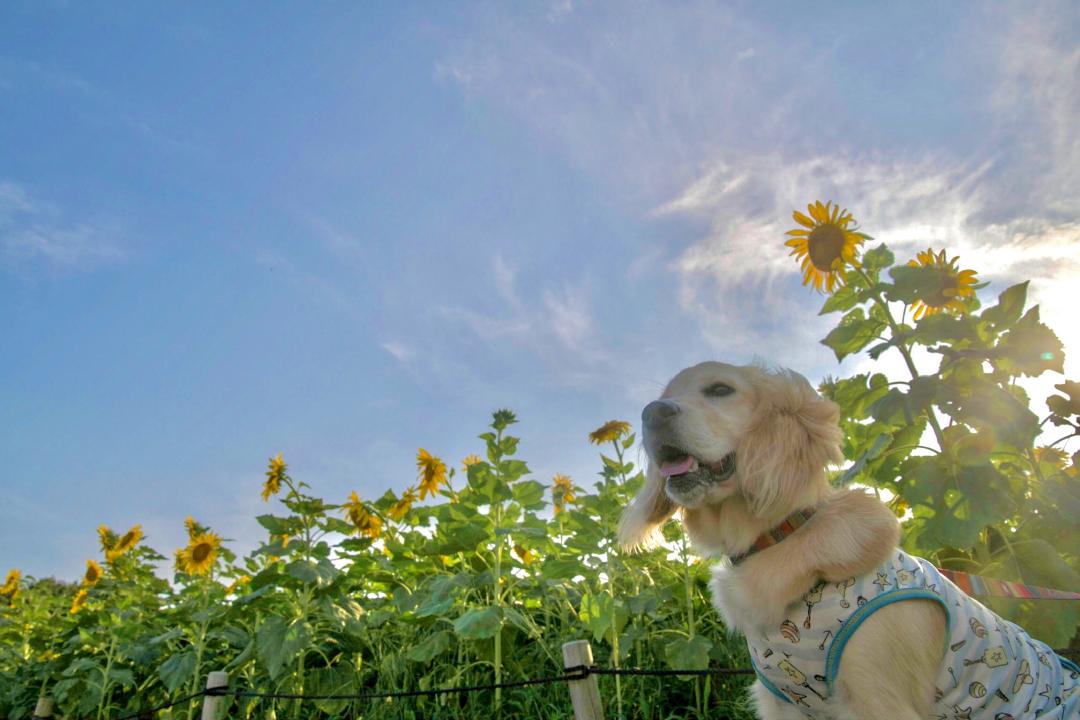 太陽に吠えろー