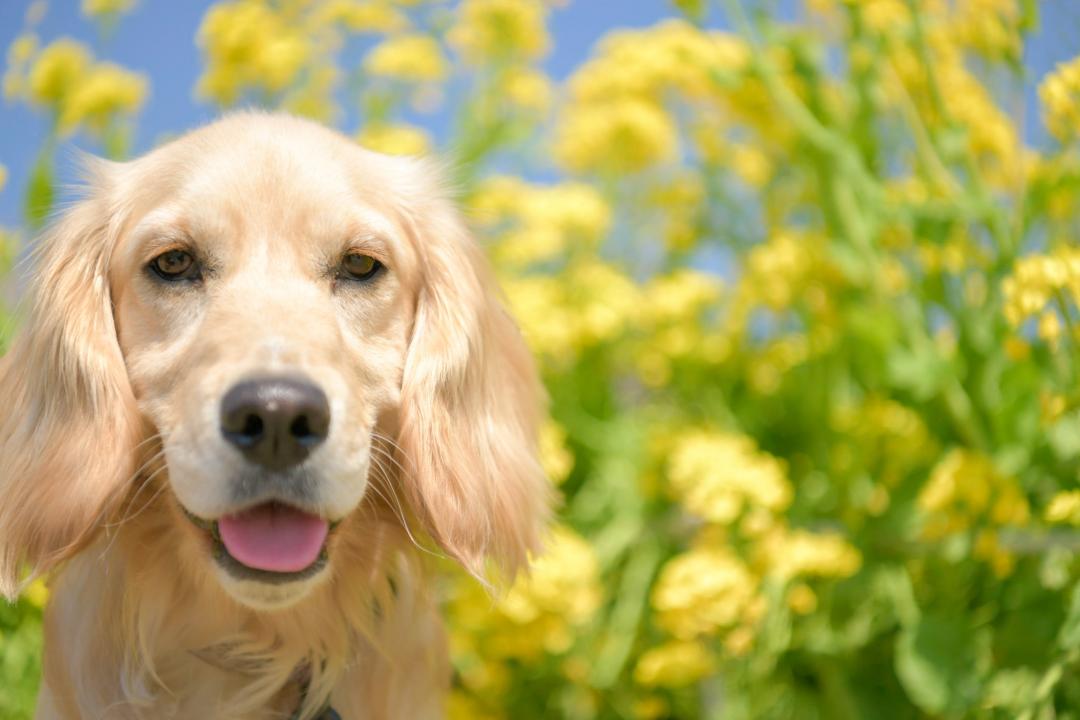 菜の花畑とレトニエル