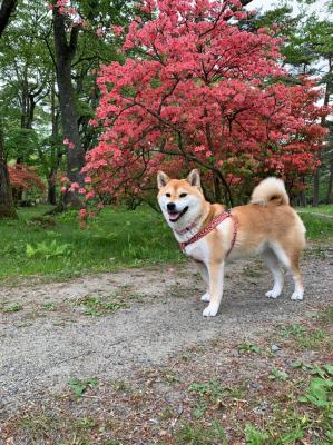 ツツジの前でパシャリ