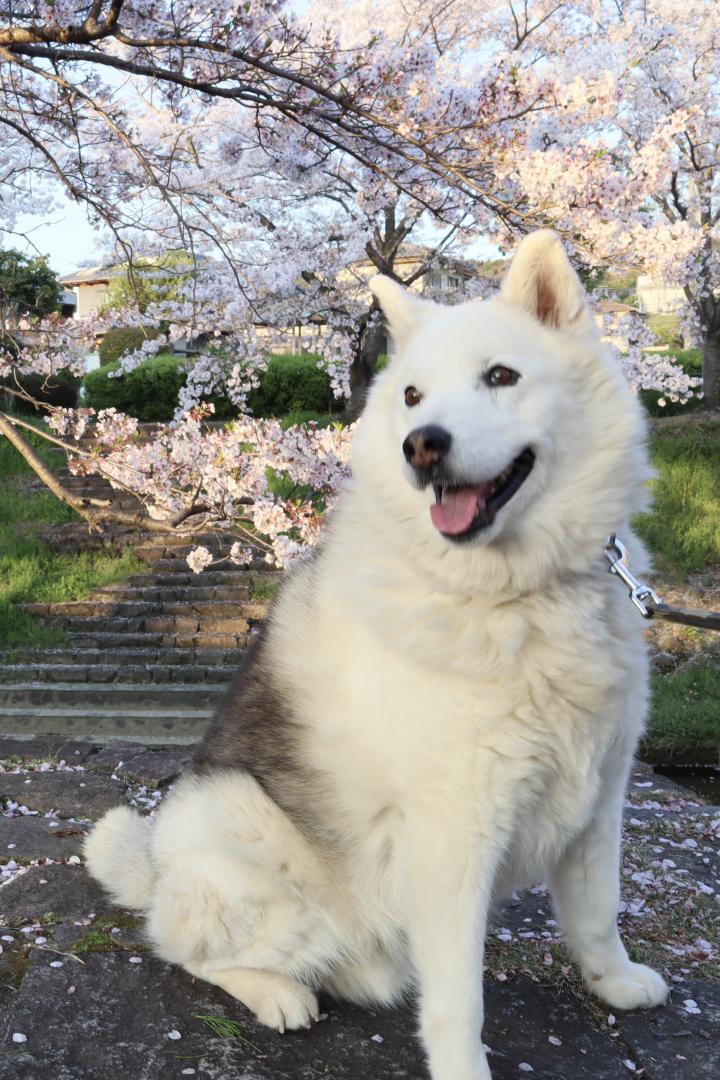 最後のお花見