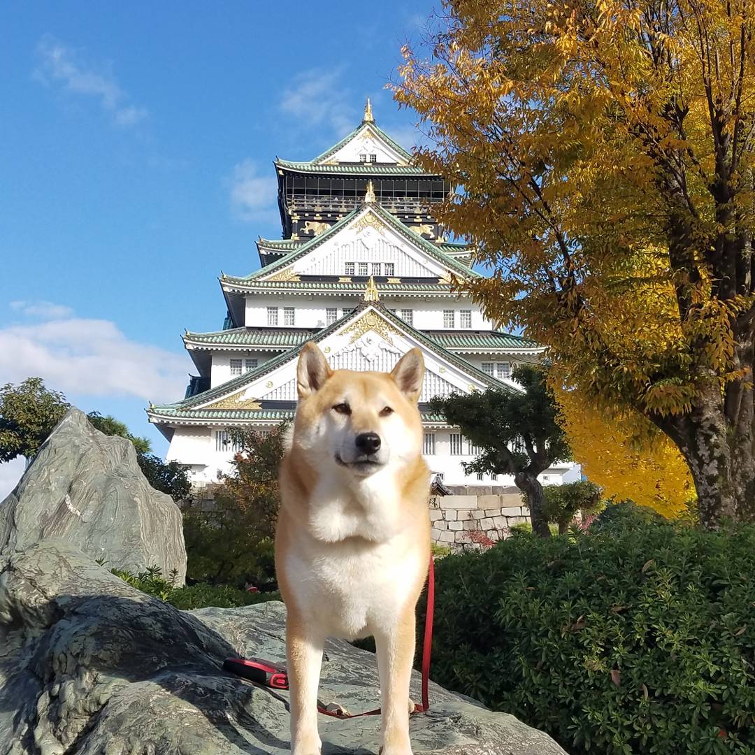 僕の先祖は殿かも?!…しれないﾜﾝ（笑）