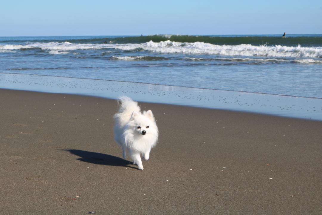 夏の海