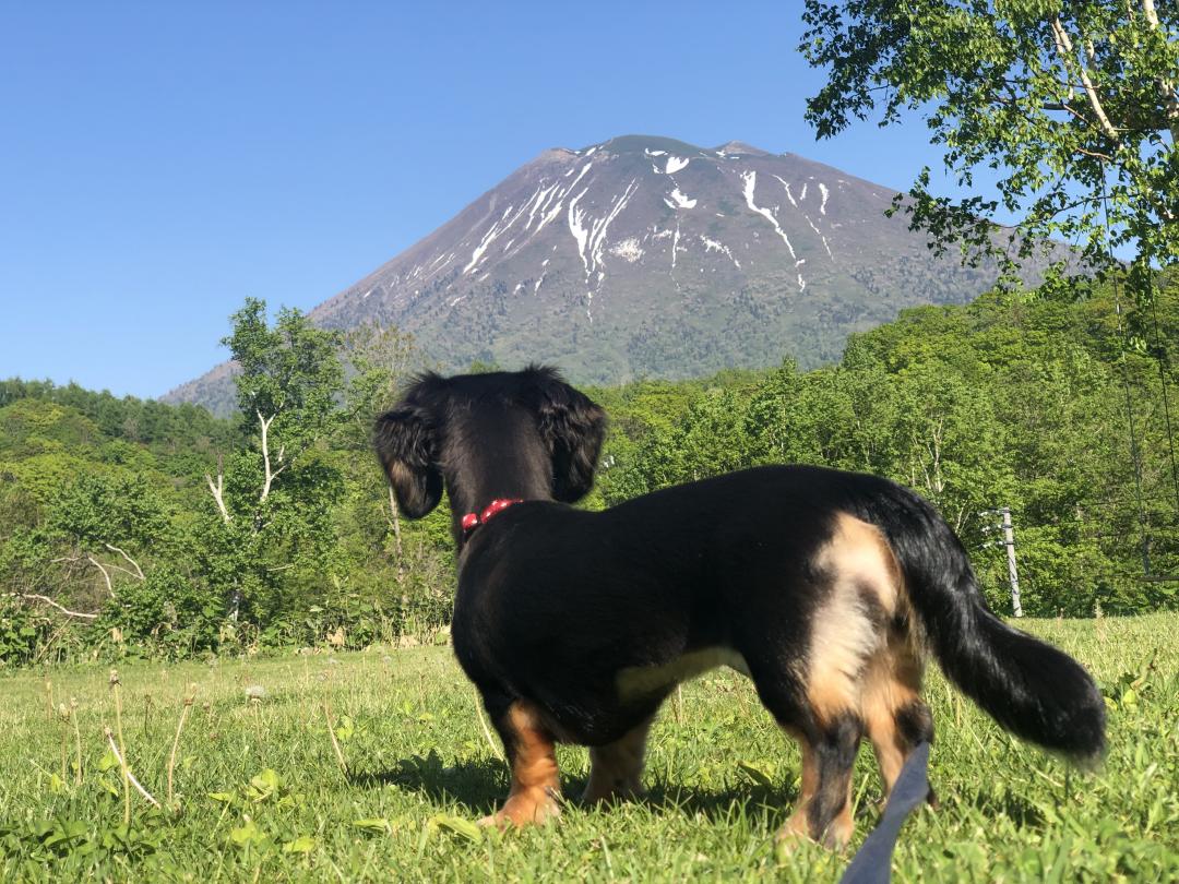 初夏の北海道